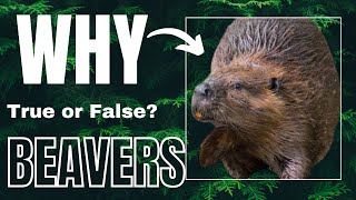 Why Do Beavers Cut a lot of Trees [upl. by Anair611]