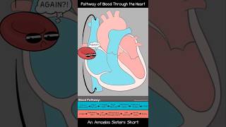 Pathway of Blood Through the Heart  Amoeba Sisters Shorts biology circulatorysystem [upl. by Acenahs6]