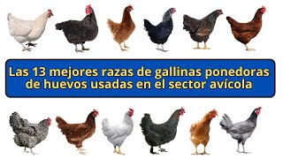 Las 13 mejores razas de gallinas ponedoras de huevos usadas en el sector avícola [upl. by Adneral]