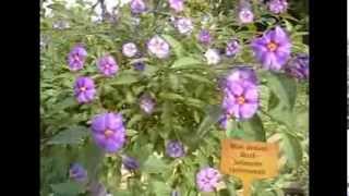 Blue Potato Bush  Solanum rantonnetii [upl. by Kamat]