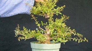 Developing Yaupon Holly Bonsai – a tale of when not to cut [upl. by Mair]