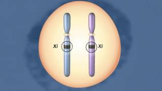 X Chromosomes Inactivation HD Animation [upl. by Myrvyn]