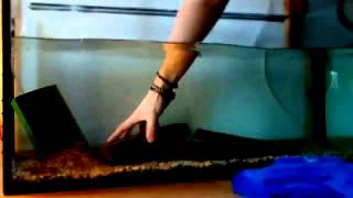 Aquarium Setup African Clawed Frogs amp other aquatic frogs Xenopus Pipa Hymenochirus [upl. by Gristede]