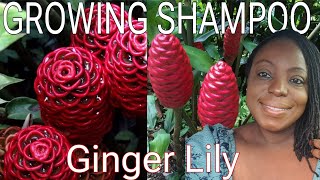 GROWING MORE SHAMPOO GINGER LILY  TROPICAL PLANT PROTECTION 🌴 [upl. by Mar]