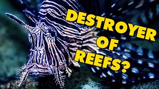 The Destructive Power of the Lionfish  Alien Ocean [upl. by Anitnerolf286]