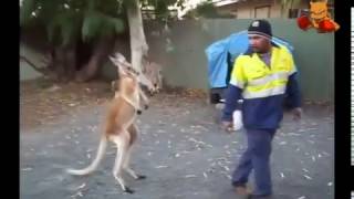 kangaroo vs man boxing [upl. by Grunenwald]