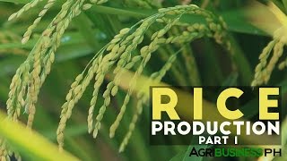 Rice Production Part 1  Rice Production in the Philippines  Agribusiness Philippines [upl. by Duffie588]