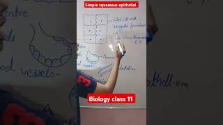 Simple squamous epithelial tissue Biology class 11 shorts [upl. by Letta]