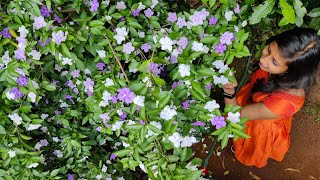 Brunfelsia pauciflora flowering tip malayalam Easy to make new seedlings from a plant [upl. by Annaihr395]