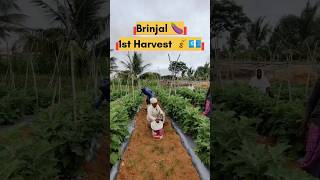 Brinjal first Harvest 🍆🤑💰 agriculture farming farmer brinjal crops FarmFactsTamil 🌾🌾🌾 [upl. by Courtund]