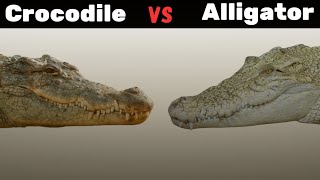 Whats the Difference Between Crocodiles and Alligators [upl. by Holcomb]