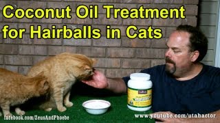 Natural Hairball Remedy Treatment for Cats [upl. by Langan]