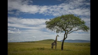 Descubra as maravilhas botânicas da África do Sul As melhores plantas explicadas [upl. by Mathian]