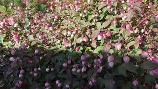 My Clematis Montana Mayleen in Bud [upl. by Gonzales]