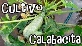 Como Cultivar Calabacita en el Huerto Urbano  México Verde [upl. by Yand]