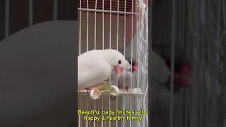 Finches A Love Story  1st day baby finch short like [upl. by Nimajaneb384]