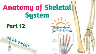 Anatomy of Skeletal System Radius Carpal Phalanges Interesting Video with Amharic SpeechPart 12 [upl. by Nytsua]