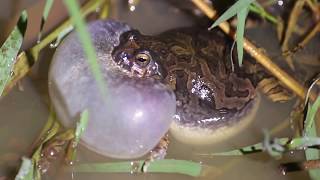 Anfíbios vocalizando  amphibians vocalizing [upl. by Ennovahs]