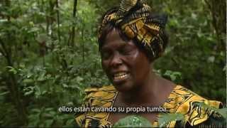 Filme en tributo a Wangari Maathai [upl. by Charlean]