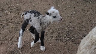 Butterfly the ‘Geep’ The Incredibly Rare but Adorable Offspring of a Pygmy Goat and a Sheep [upl. by Agnimod292]