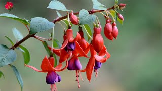 How to Care for Hardy Fuchsia Tips for Growing and Pruning [upl. by Romilly]