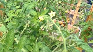 Septoria Leaf Spot on Tomatos part 1 [upl. by Ahserak]