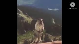 Marmotta che urla Meme 🐿 Fatto da Capra Cornuta [upl. by Anirak]