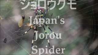 Nephila Clavata  Japans Jorou Spider ジョロウグモ  part 1 [upl. by Anivlek]