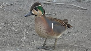 Baikal Teal [upl. by Christi223]