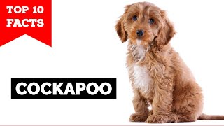 Cockapoo  Top 10 Facts [upl. by Kalbli]