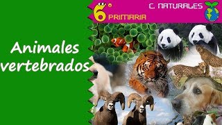 ANIMALES VERTEBRADOS E INVERTEBRADOS para niños 🐸🦁🐘🐟🐌 Videos Educativos [upl. by Ardnazil452]