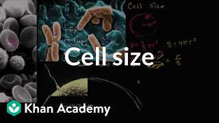 Cell Wall  CellStructure amp Function  Biology  Class 9 [upl. by Deegan]