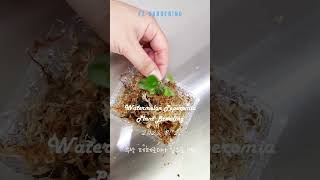 수박 페페 잎으로 번식 Watermelon Peperomia Plant Breeding [upl. by Ajet]