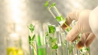 Plant Tissue Culture [upl. by Cirde]