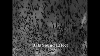 Bats  Sound Effect  Efecto De Sonido De Murcielagos [upl. by Audrie]