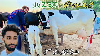 Malumor Jhang Maweshi Mandi Cows Rates Update  Sasti Cow Mandi  Pk Janwar Mandi [upl. by Aidnyl]