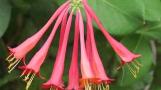 Plant portrait  Coral honeysuckle Lonicera sempervirens [upl. by Daht23]