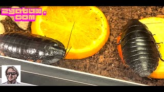 Insekten und andere Tiere in der Wilhelma in Stuttgart 4 und letzter Teil 4k [upl. by Ylam526]