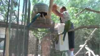 Dont get BittenGet bedding in Macaw nest box p2 [upl. by Nashner627]