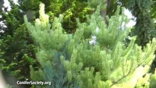 Japanese Red Pine  Pinus densiflora  Burkes Red Variegated American Conifer Society [upl. by Idnahr]