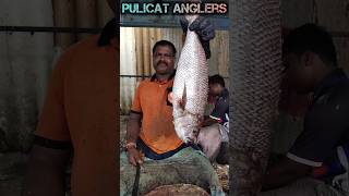 MADA KANDAL FISH🔥CUTTING BY DURAIKASIMEDU FISH CUTTINGFAST FISH CUTTINGSEAFOODPULICAT ANGLERS [upl. by Nolram]