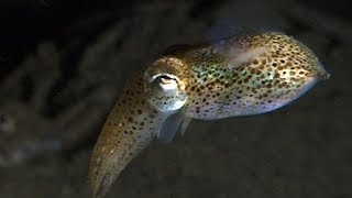 Bobtail Squid little cuttlefish and underwater bumblebee [upl. by Anitsuga70]