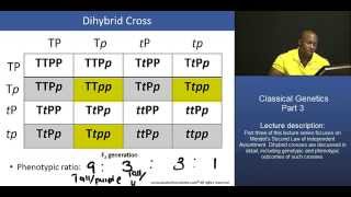 DAT Mendelian Inheritance – Part 3 Dihybrid Cross Example [upl. by Ytok]