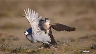 FALCON HUNTING COMPILATION [upl. by Tsuda807]