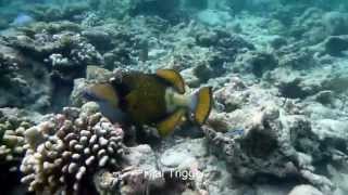 Malediven Filitheyo 2  The Housereef  HD [upl. by Ann-Marie144]