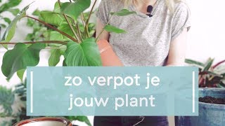 Zo verpot je jouw plant [upl. by Eyeleen119]