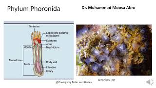 Phylum Phoronida [upl. by Atnoed]