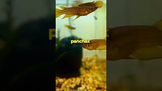 Check out these Gold Panchax Fish 🐠✨ [upl. by Vania]