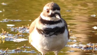 Killdeer bird call  sounds and running [upl. by Nebra]