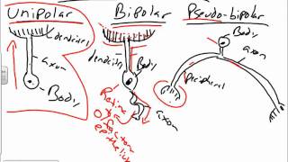 Histology of Nervous Tissuewmv [upl. by Nryhtak606]